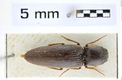 Foto (Dorsalansicht) von Cardiophorus athoides (Schwarz, 1900) (NHMW-ZOO-COL-0008271)